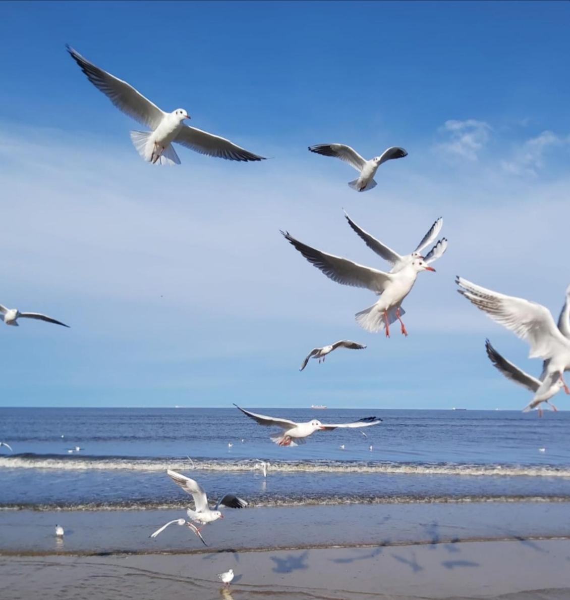 Lange Am Meer Heringsdorf  Exterior foto